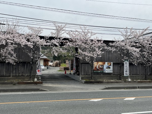 桜が満開！モデルハウスの看板を目印にお越しくださいね!(^^)!サムネイル